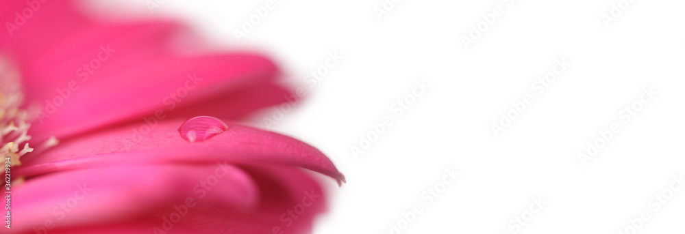 Soft focus blur petal flower. with drops. Light long horizontal background.