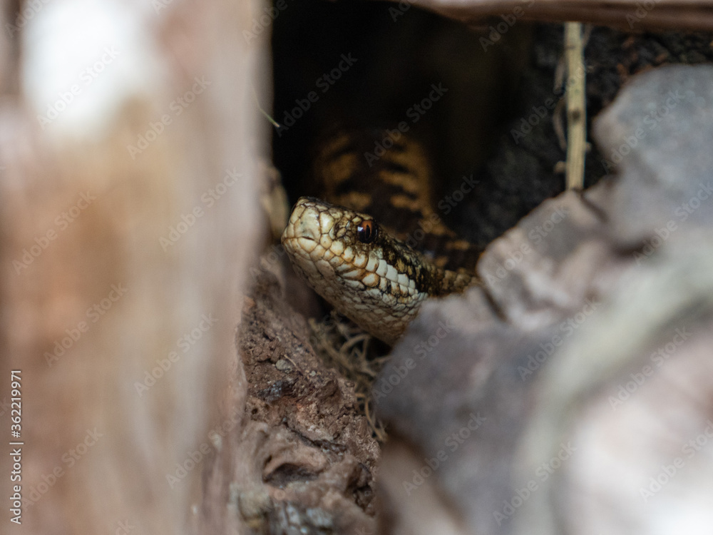 Naklejka premium Adder Snake Hiding in Logs 