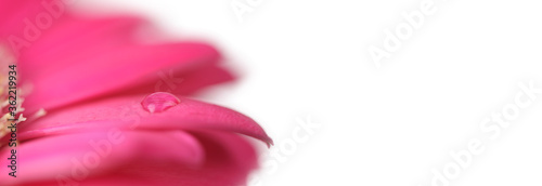 Fototapeta Naklejka Na Ścianę i Meble -  Soft focus blur petal flower. with drops. Light long horizontal background.