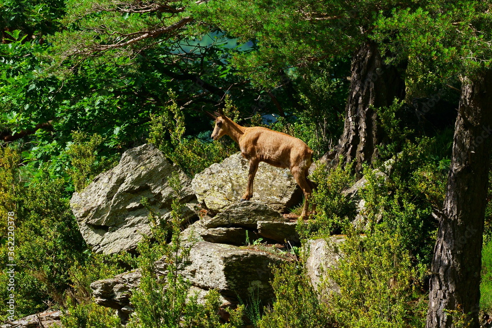 Φωτογραφία Specimen of rupicabra pyrenaica perched on top of some stones in the valley of t