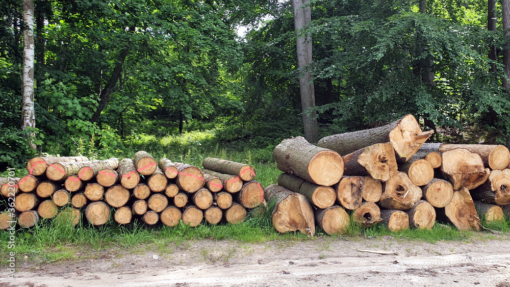 Trees cut into pieces in the woods