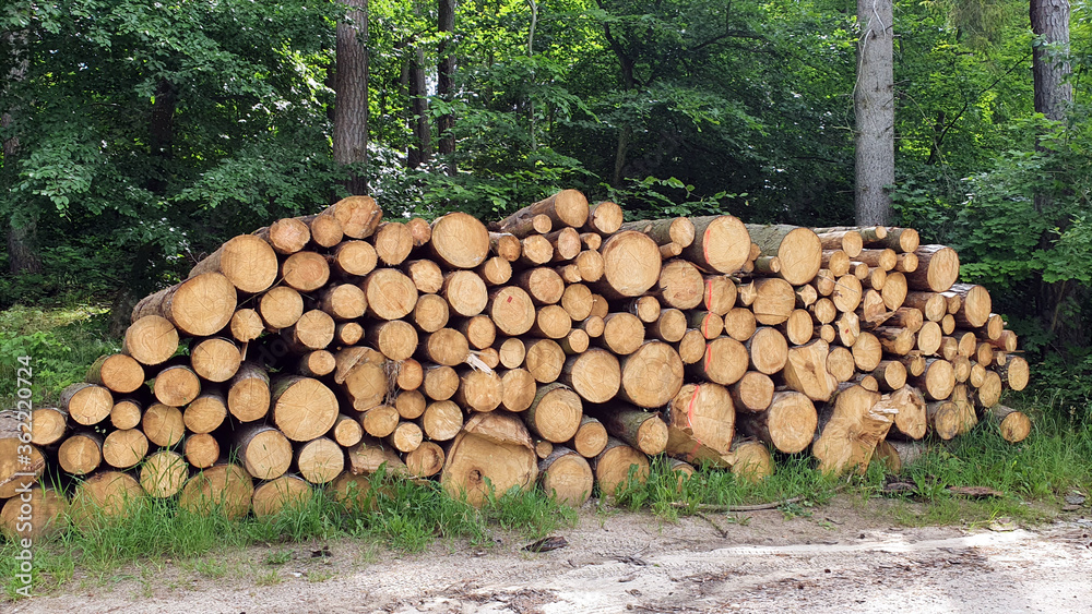 Trees cut into pieces in the woods