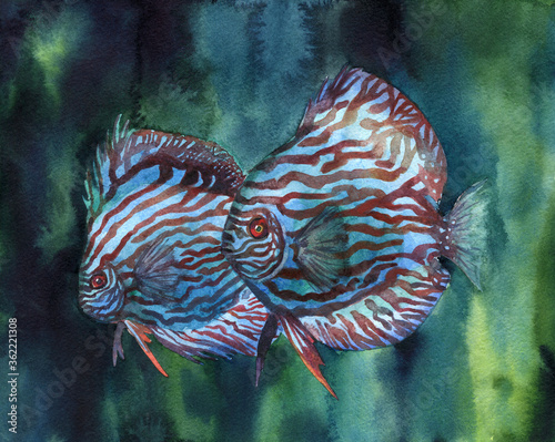 Tropical fish Discus in aquarium 