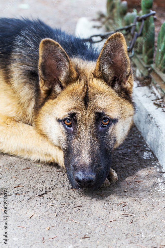 Close-up portrait of a dog, sheepdog Close-up portrait of a dog, sheepdog
