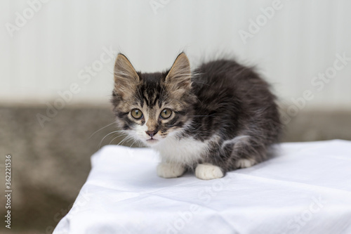 Close-up portrait of tabby kitten - black and white