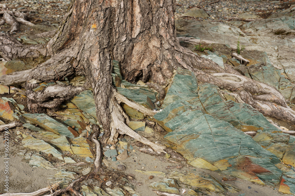 tree trunk on rocks tree trunk on rocks