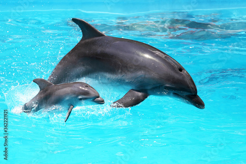 Dolphin with a baby floating in the water