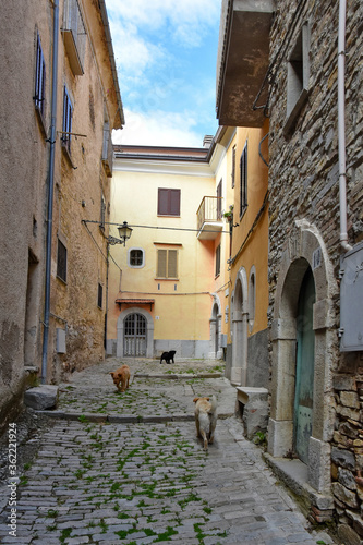 Fototapeta Naklejka Na Ścianę i Meble -  A street between the houses of the old town of Santa Maria del Molise, Italy.