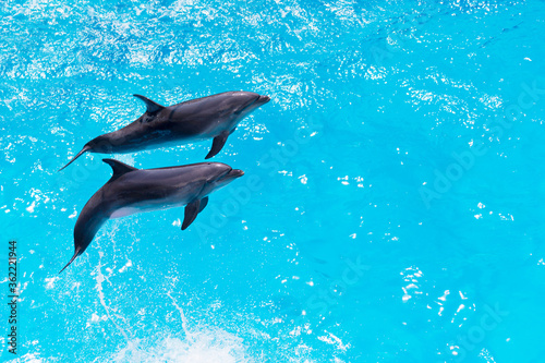 Two dolphins swim in the pool