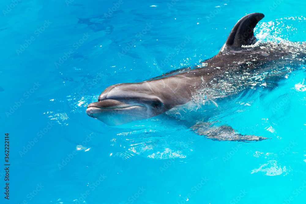 Fototapeta premium dolphins swim in the pool close-up