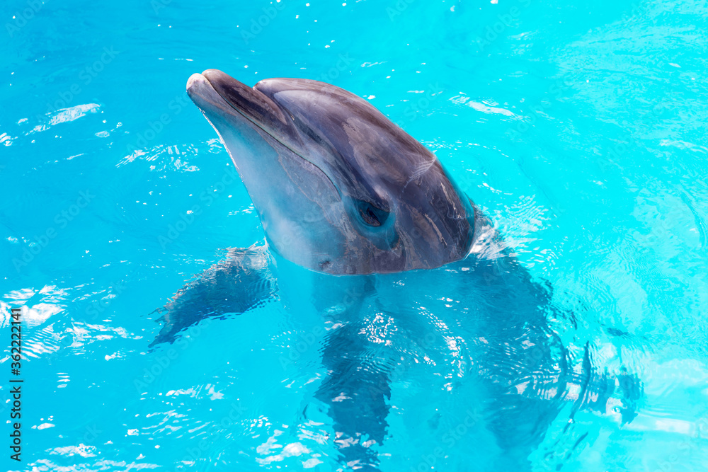 Fototapeta premium dolphins swim in the pool close-up