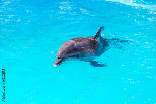 dolphins swim in the pool close-up © Elena