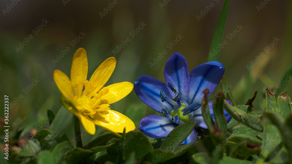 Fototapeta premium Blue and yellow flowers in the grass