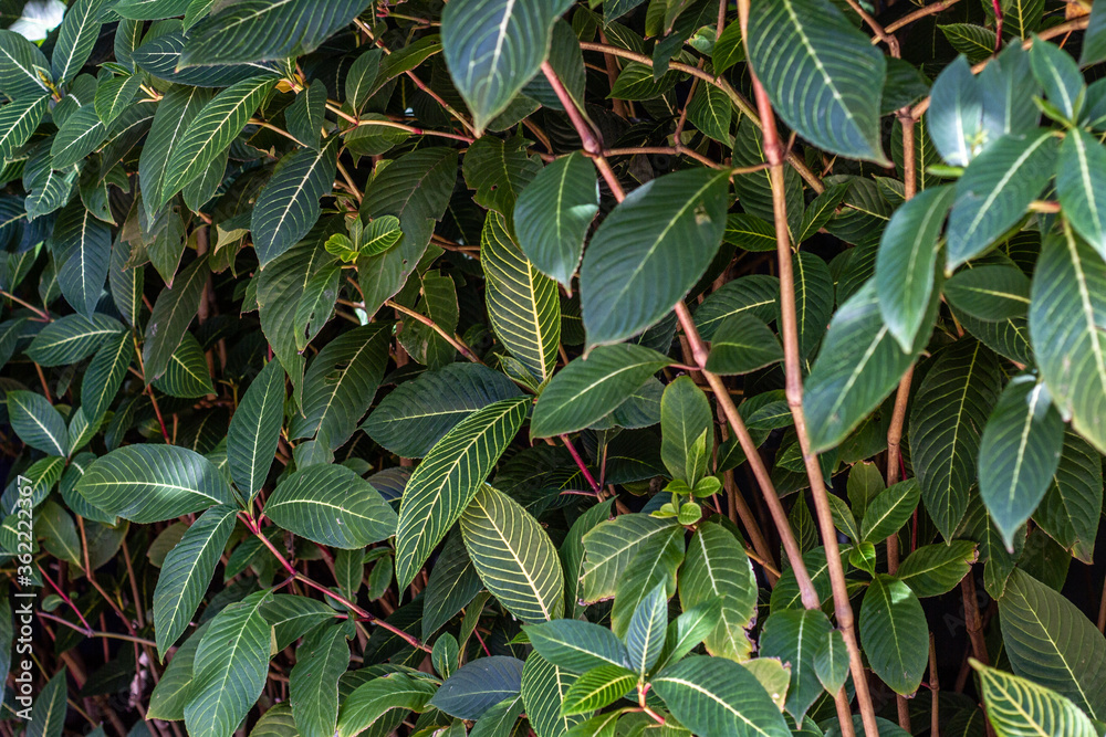 Obraz premium leaves of a tropical bush