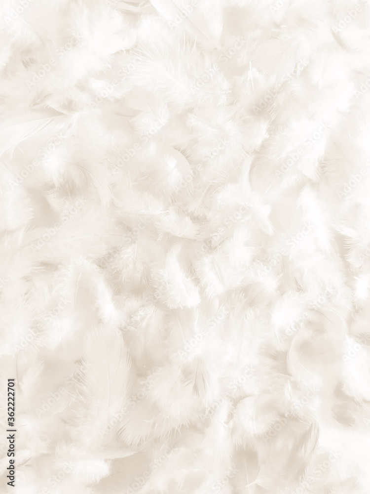 Beautiful abstract gray and white feathers on white background, soft brown feather texture on white pattern background, gray feather background Beautiful abstract gray and white feathers on white background, soft brown feather texture on white pattern background, gray feather background