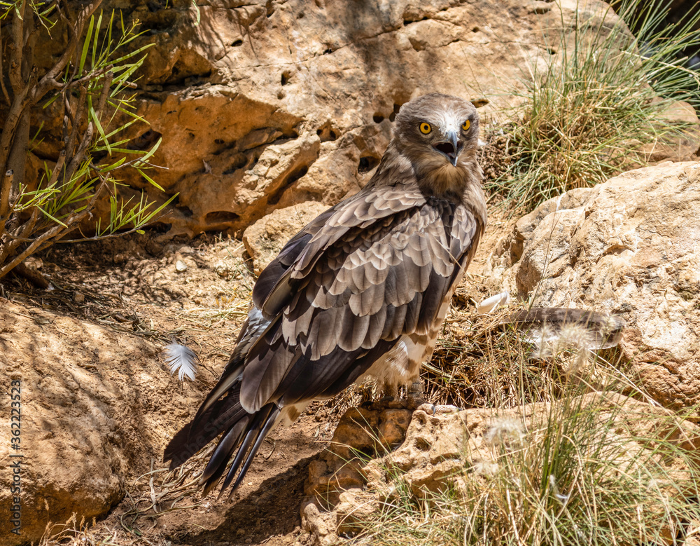 Fototapeta premium A closeup portrait of a Short toed snake eagle resting in its enclosure in the Jerusalem, Israel, zoo.