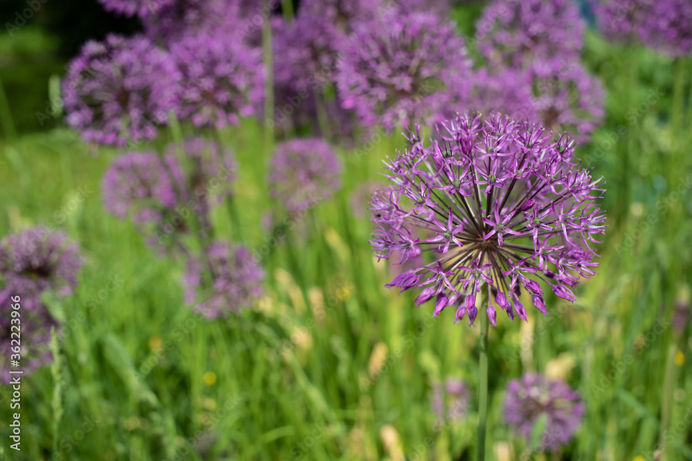 Blooming purple ornamental garlic, spring flower Blooming purple ornamental garlic, spring flower