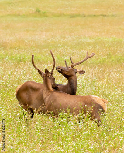 embracing bull elk