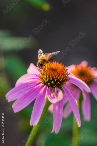 Bee on a Echinacea flower. Pink petals and large yellow stamens of Echinacea. Macro photo. Yellow pollen of a flower. A bee pollinates a flower. Medicinal flower in the garden. Bee body texture