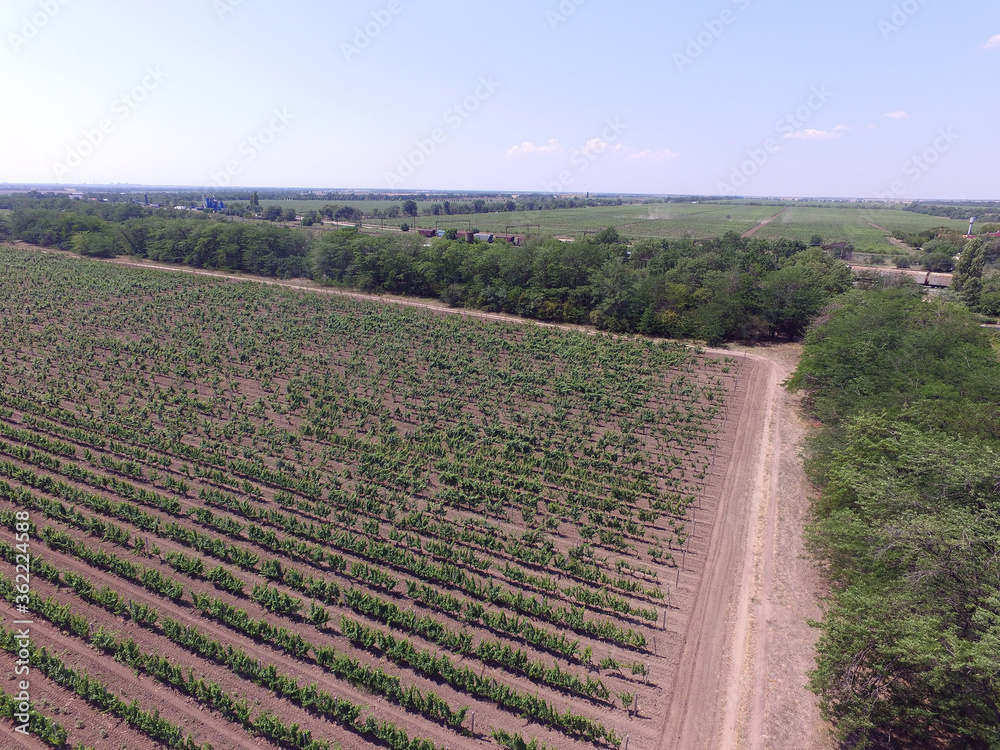 A summer vineyard shot (drone aerial view)