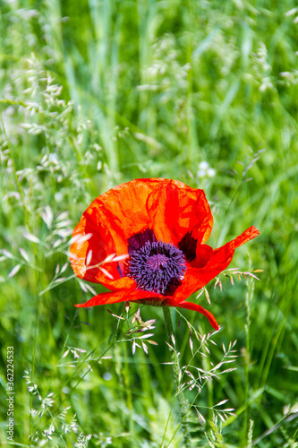 A single red poppy flower on a green background