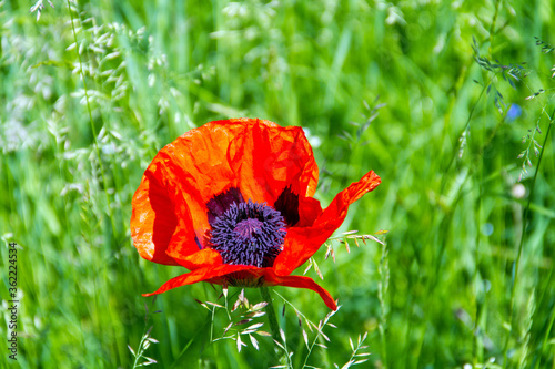 A single red poppy flower on a green background