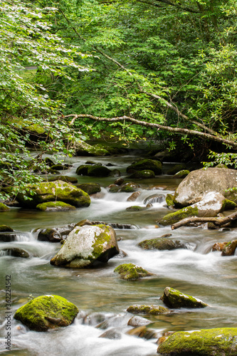 stream in the forest