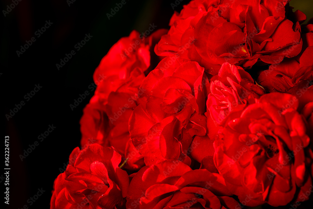 closeup of red rose closeup of red rose