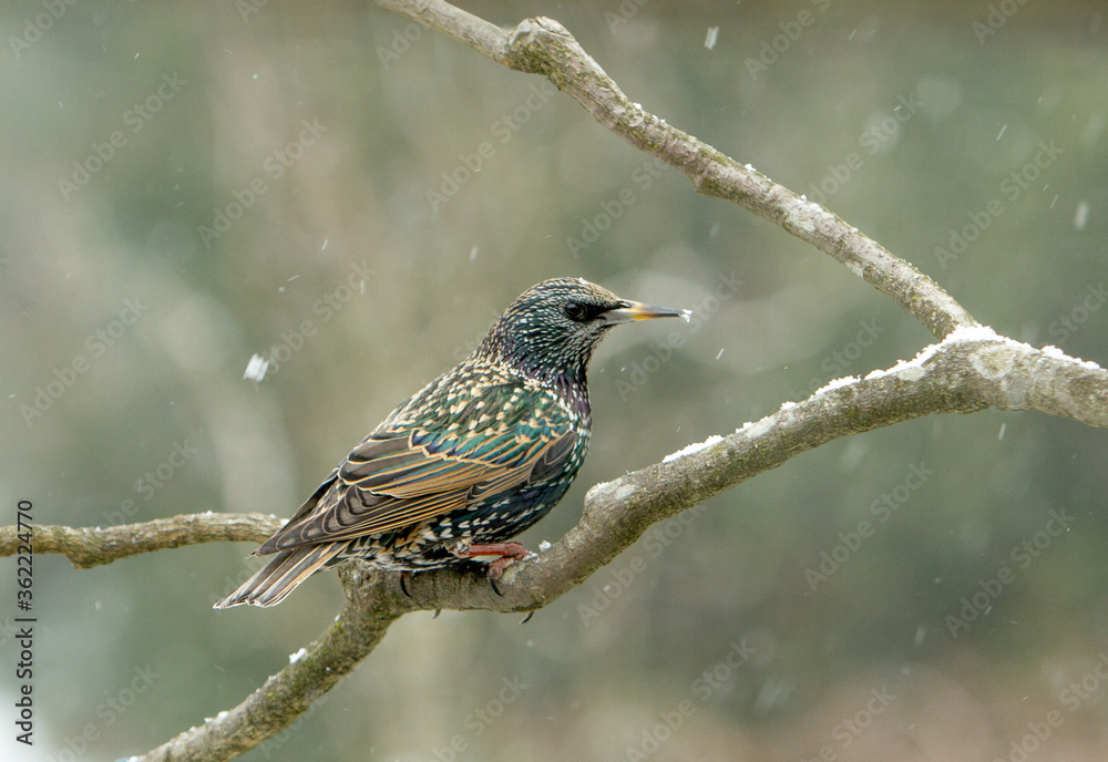 Fototapeta premium A Starling in winter plumage perched on a branch on a cold winter day with streaked snow flakes showing in the air, in a garden in Salem, Oregon.