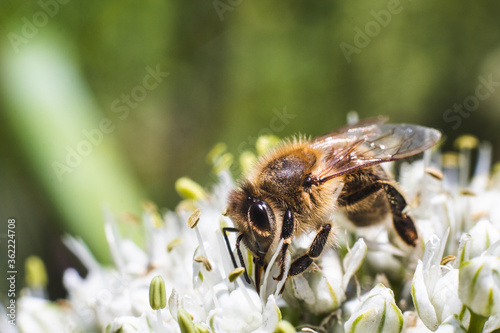 Close up honey bee collecting pollen on white onion flower © Steam visuals