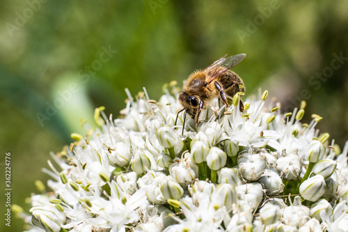 Close up honey bee collecting pollen on white onion flower © Steam visuals