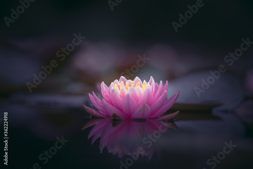 Pink lotus flower or water lily selective focus dark background
