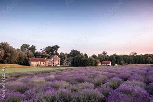 Lavender field in the summer with pink sunset colors