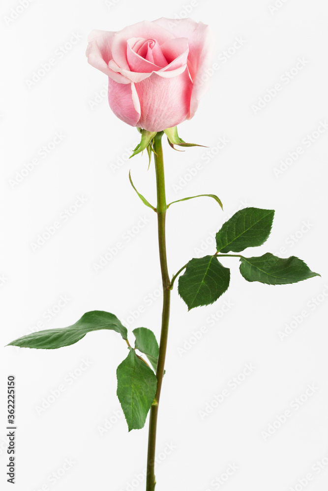 Fototapeta premium single pink rose on white background