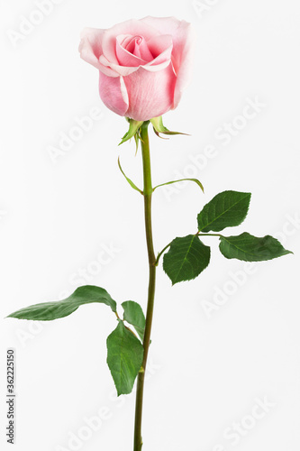 single pink rose on white background