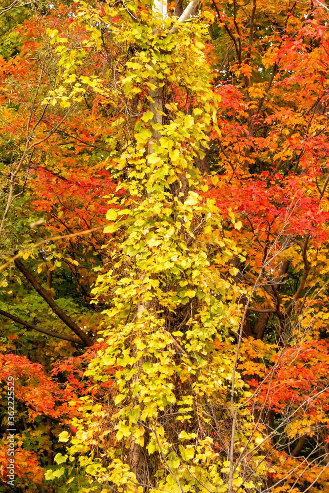 Contrasting Yellow and Orange Autumn Foliage Contrasting Yellow and Orange Autumn Foliage