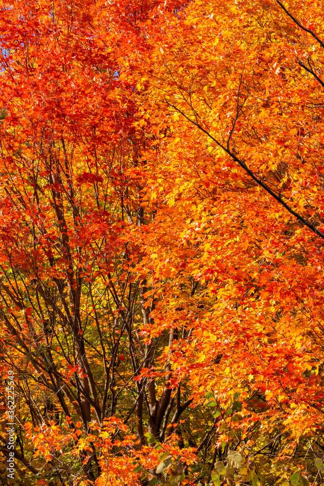 Orange and Red Auutumn Sugar Maple Foliage Orange and Red Auutumn Sugar Maple Foliage
