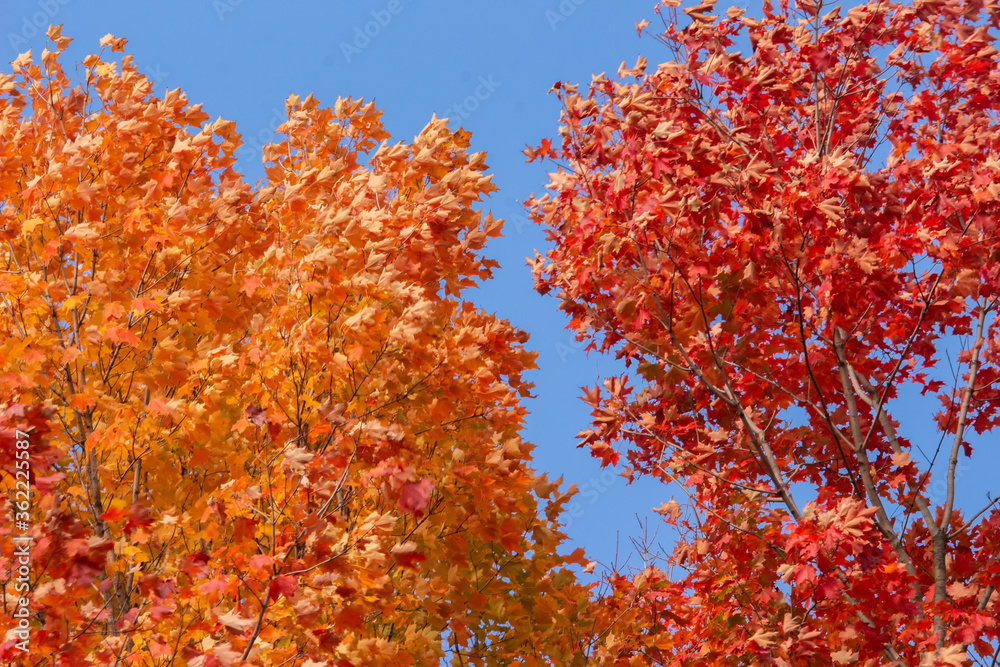 Maple Trees Against the Sky