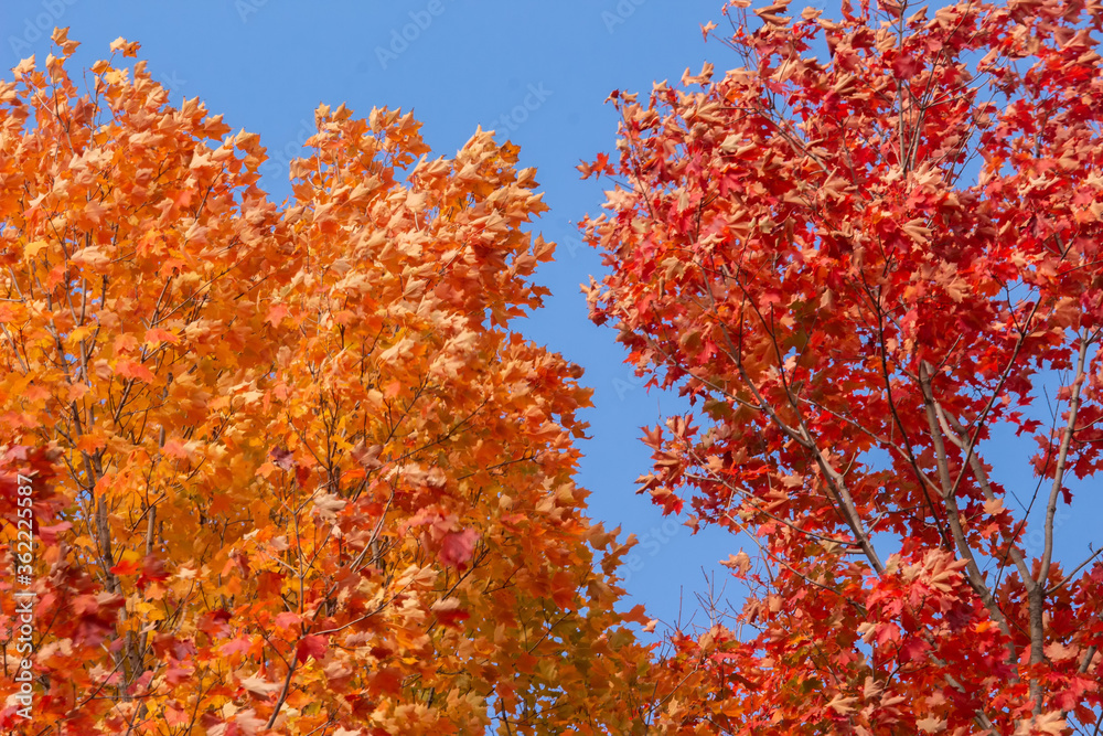 Maple Trees Against the Sky Maple Trees Against the Sky