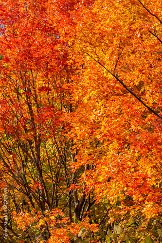 Orange and Red  Auutumn Sugar Maple Foliage