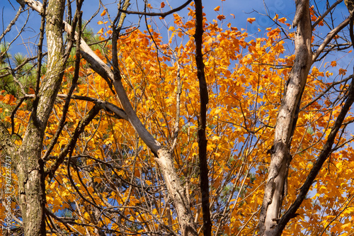 Bare Trees in Front of Orange Autumn Foliage