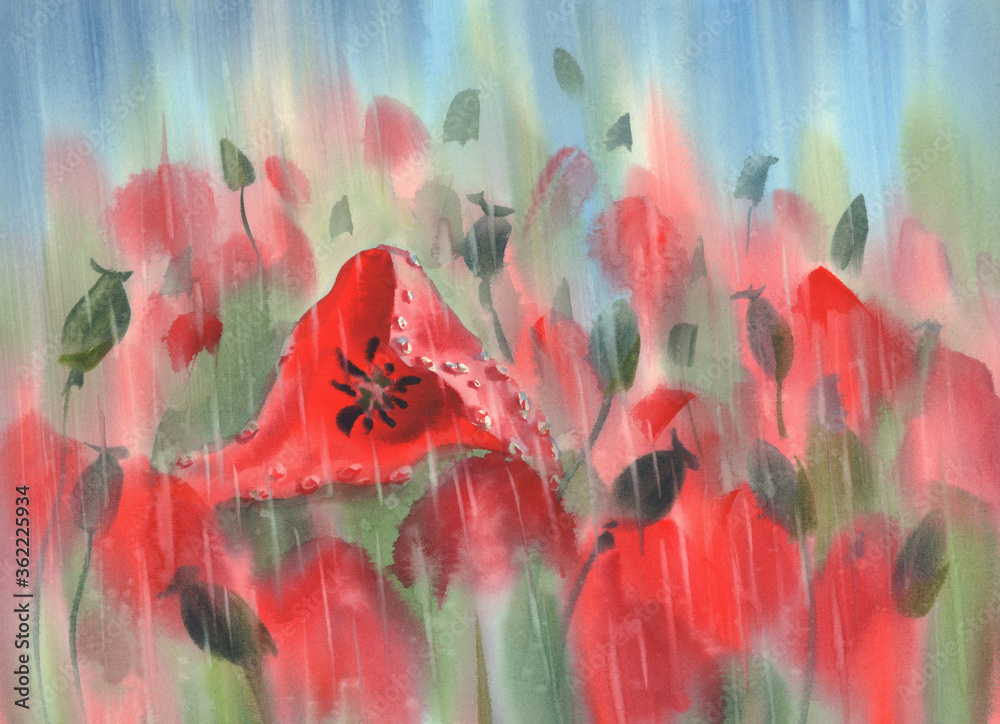 Red poppies in the rain watercolor background - obrazy, fototapety, plakaty 