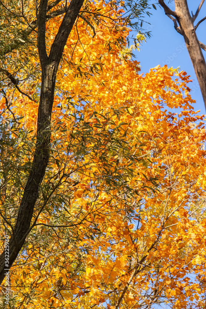 Fototapeta premium Otrange Autumn Leaves with Tree Trunks