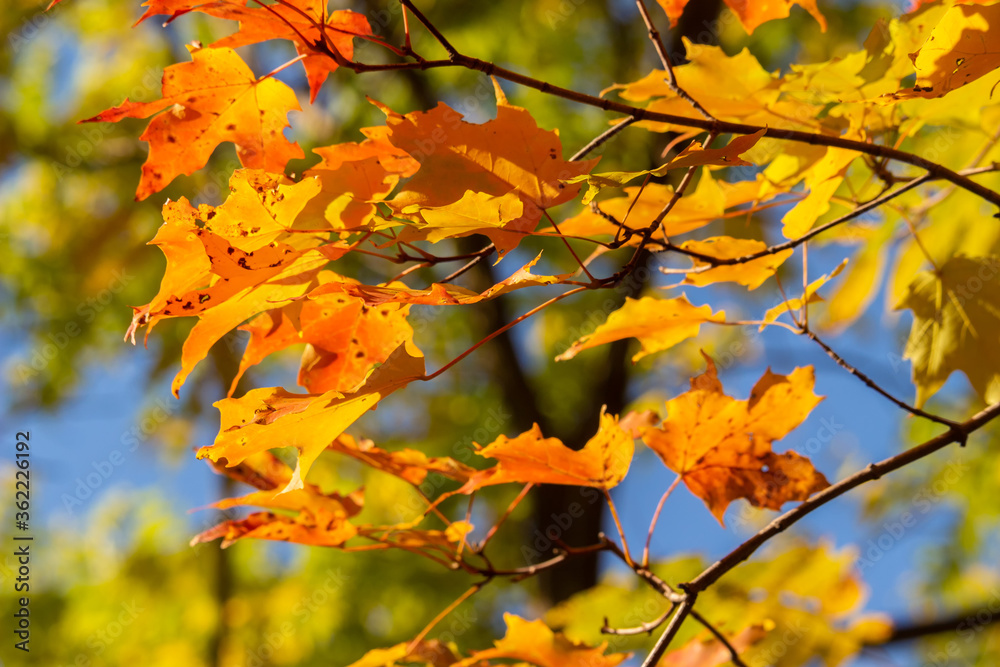 Autumn Maple  Leaves