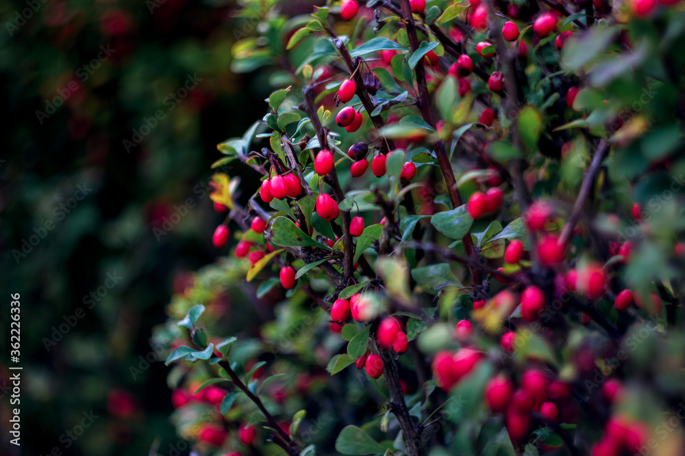 colorful background of green and red leaves of ripe forest barberry with natural bokeh, summer plants close-up