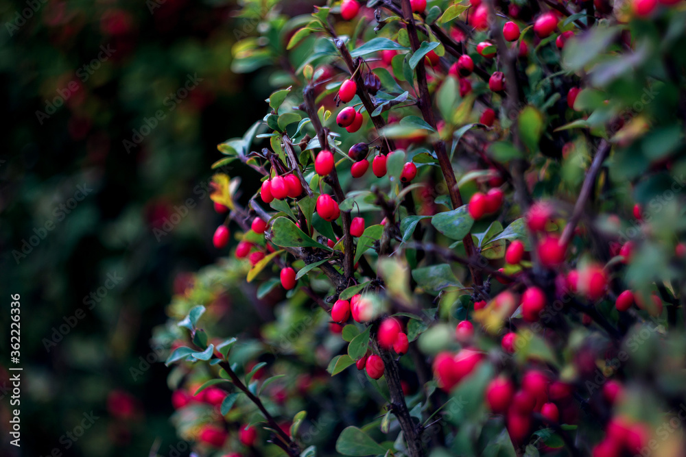 colorful background of green and red leaves of ripe forest barberry with natural bokeh, summer plants close-up colorful background of green and red leaves of ripe forest barberry with natural bokeh, summer plants close-up