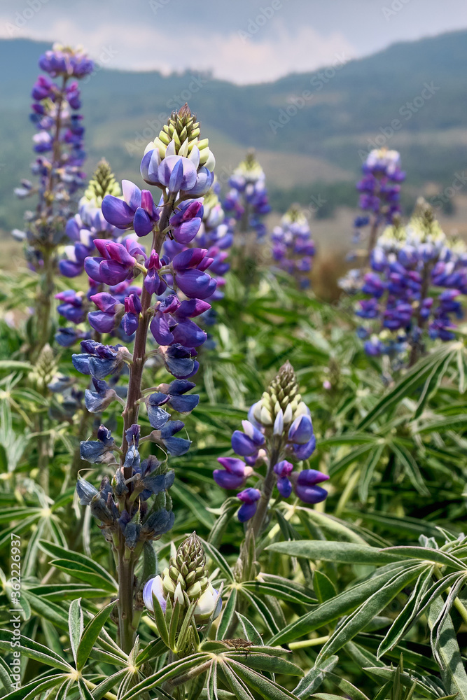 Naklejka premium Flor de lavanda en paisaje de montaña.