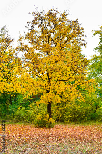 Autumn tree with yellow leaves. Fall. Yellow leaves on a tree.