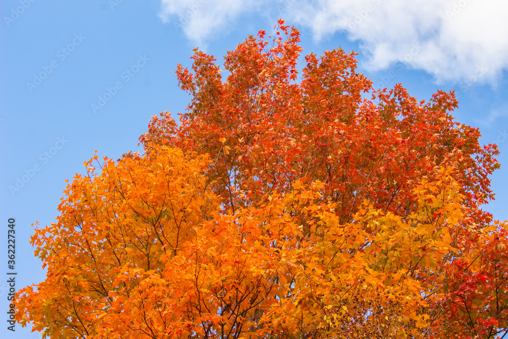Sugar Maple Tree with Autumn Colour