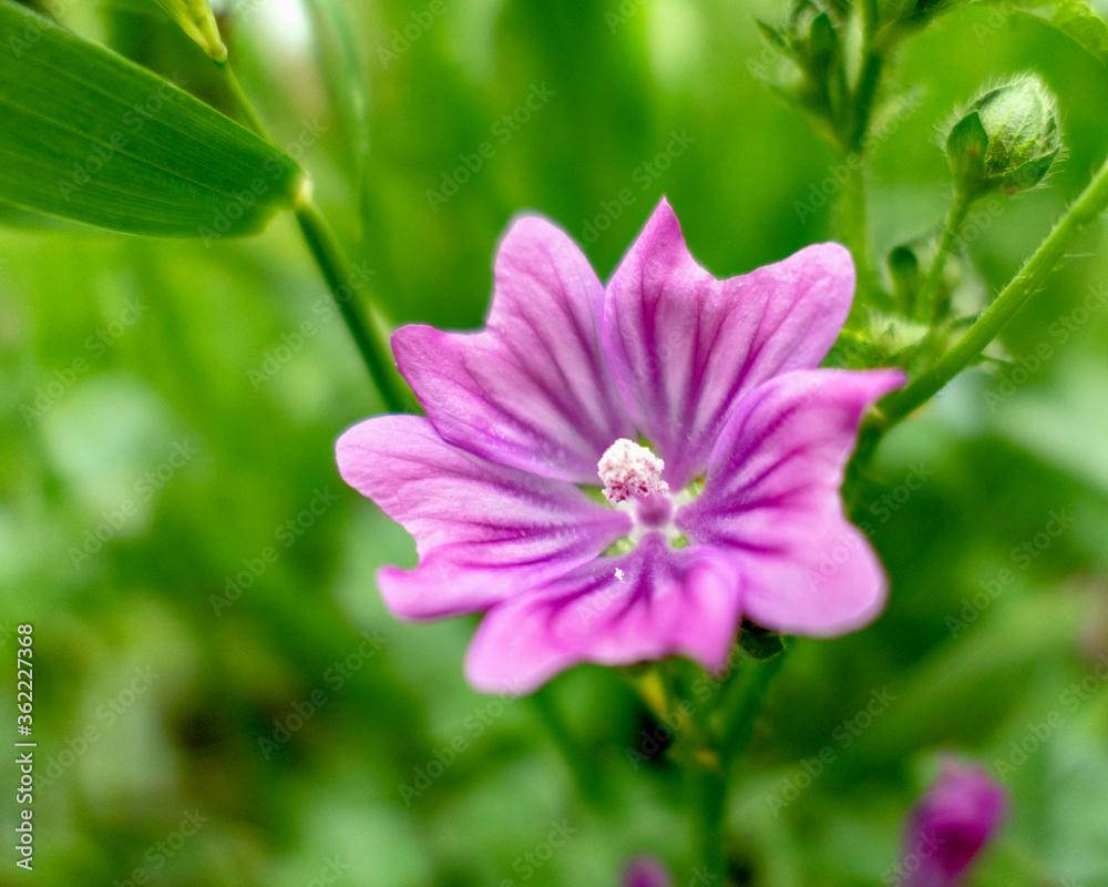 violet colored wild flower in the meadows, blurred background violet colored wild flower in the meadows, blurred background